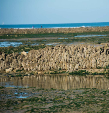 Caloge_tranche_sur_mer